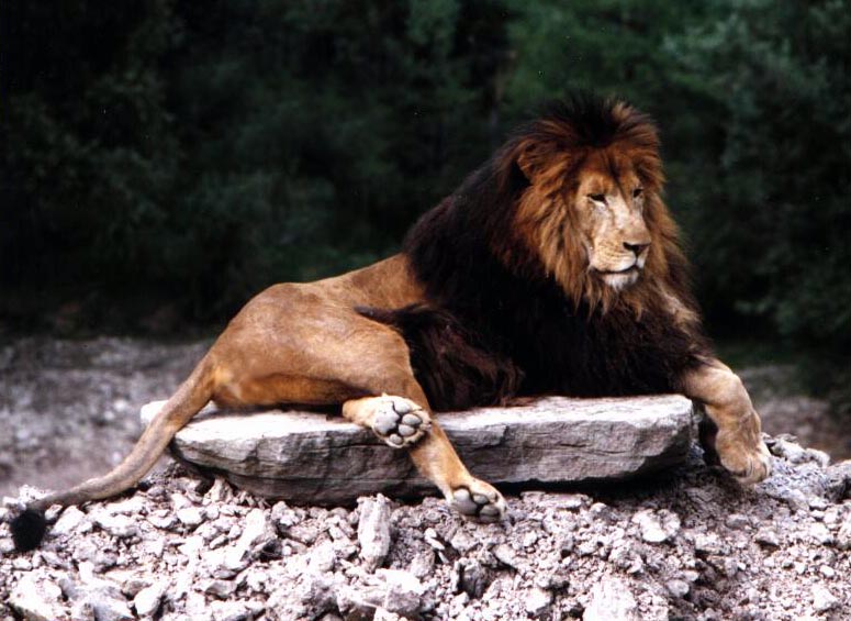 Lion laying on a rock