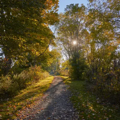 a walking trail surrounded by fall leaves