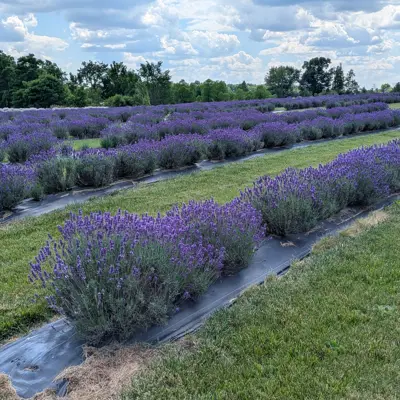 purple haven lavender farm