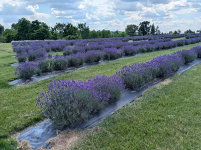 purple haven lavender farm