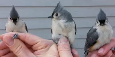 3 small birds side by side