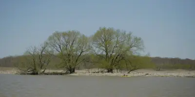 river shoreline with sand and trees