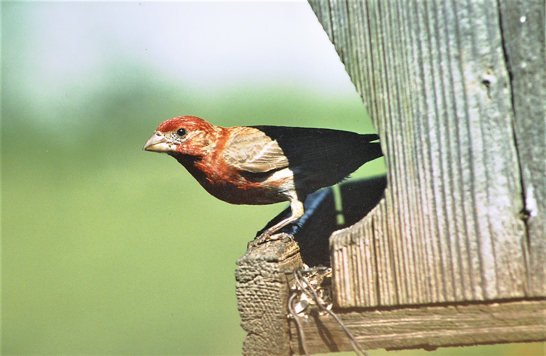 A Finch peeks out from a feeder