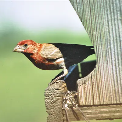 A Finch peeks out from a feeder