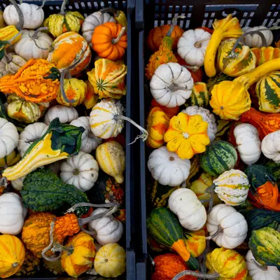 Various pumpkins and squashes