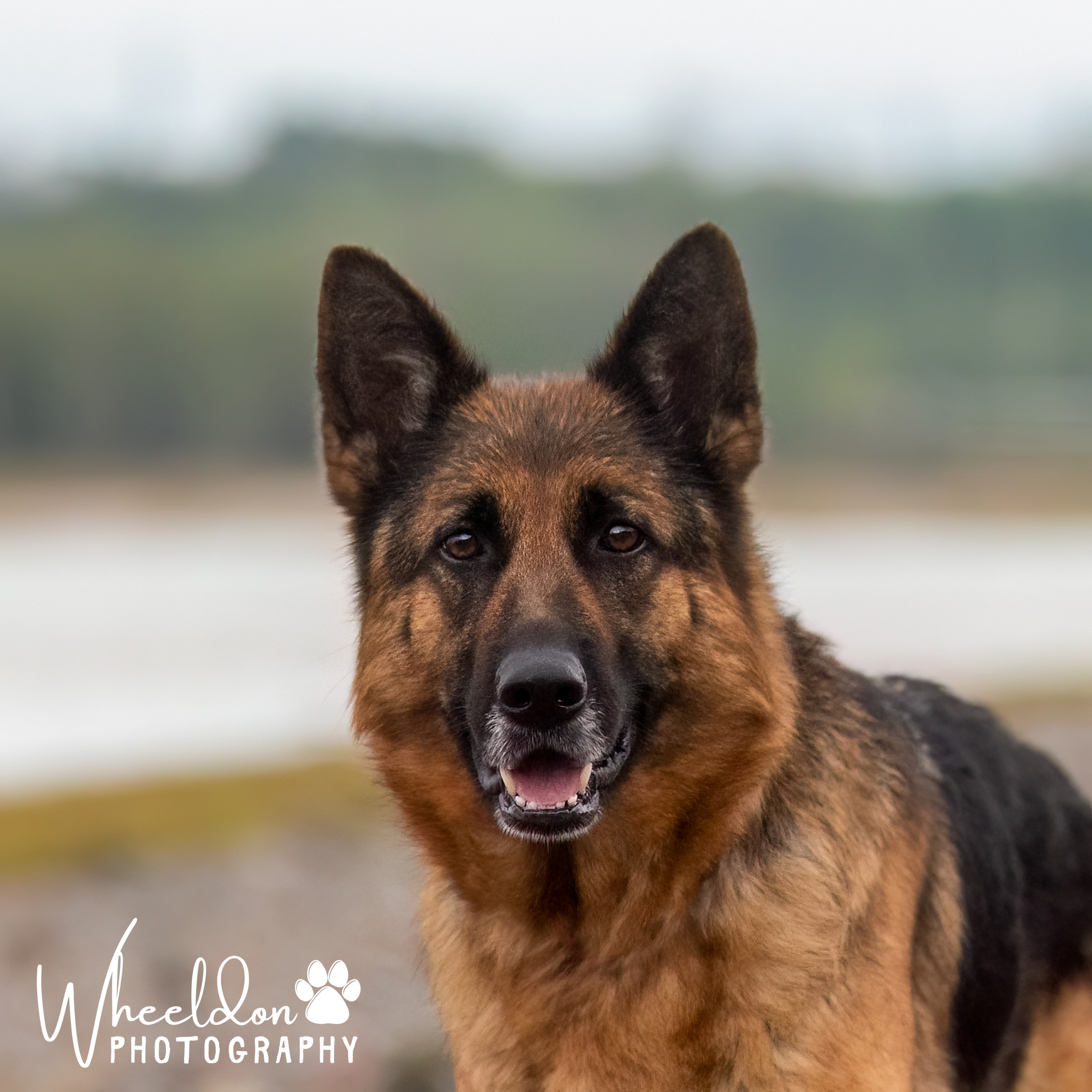 A German Sheppard stares into the camera