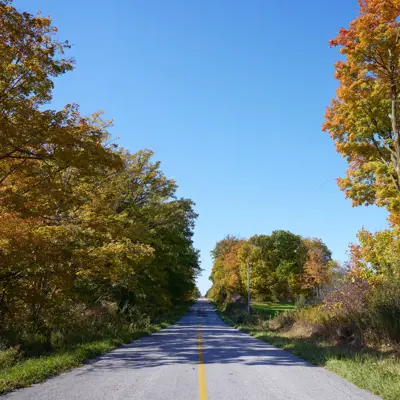 A road run through brightly coloured trees in fall